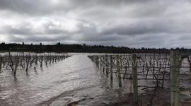 Vineyards submerged after heavy rain in California