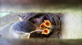 Newborn to adult in 12 days: Robins nest timelapse