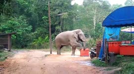 Brazen elephant steals tourists' lunch in Thai camp