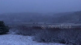 2 huge moose in a Snowstorm in Glacier National Park