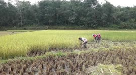 RICE HARVEST IN MUTUAL COOPERATION