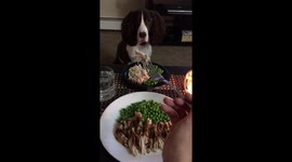 Dinner date with dog