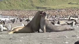 Young male Southern Elephant Seals play-fighting and gurgling