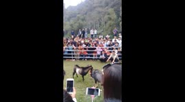 Goats fighting festival