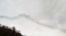 Bird migration journey above Thai jungle