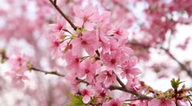 Incredible sea of cherry blossoms blooming in China's Fujian