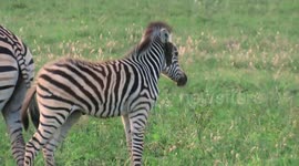 Baby zebra pulls hilarious tantrum when bird lands on its head