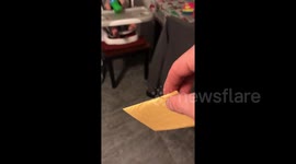 Cheese tossed at baby’s face