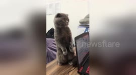 Cat stands on two legs and 'dances' by bobbing its head