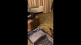 Hilton Hotel Guest Spots Mouse Scurrying Around Bedroom Floor