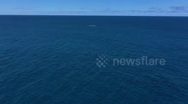 Humpback Whale Showing Off