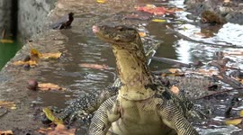 Monitor Lizards escaping the heat