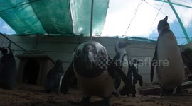 Inquisitive Penguin Nervously Inspects Camera.