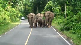 Elephant family go for walk down the road