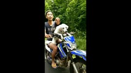 Doggies love to ride off-road on scrambler motorbikes in Bali