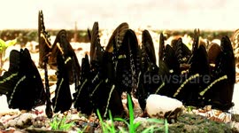 Tourist finds remarkable display of colorful butterflies gathering together in rain forest