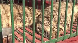 Two Snow Leopard trapped in kargil Jammu and Kashmir India