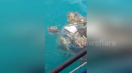 Heartwarming moment Thai fishermen rescue stranded turtle trapped in net