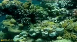 Diving