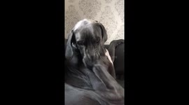 Great Dane has literal 'foot in mouth' moment