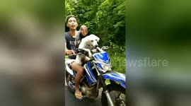 Doggies love to ride off-road on motorbikes with owners in Bali