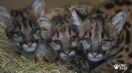 Mountain lion cubs lucky to be alive after mother killed