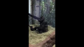 Young gorilla using mom's arm for gymnastics