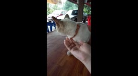 This Cat Loves Being Pampered