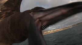 Terrifying moment seabird dive-bombs tourist
