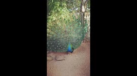 Beautiful Peacock