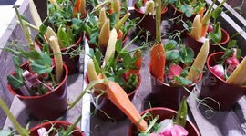 Casual dining show opens in London