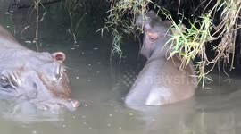 Baby Hippo with Mama in the Olare Orok River, Mara Bush Camp, Kenia, August 2018 - cuteness overload