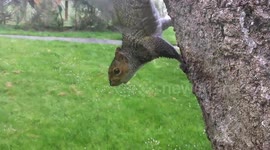 Squirrels up close in the park, Nothe Fort, Dorset