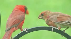 Daddy cardinal feeds his baby bird, who flutters his wings when he's hungry.