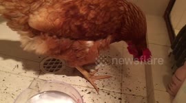 Chickens cool off in shower during Aussie heatwave