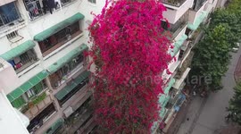 In China, a cascading bougainvillea flourishes thanks to the care of a son honoring the memory of his late father