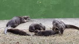 Singapore urban otter family is too cute
