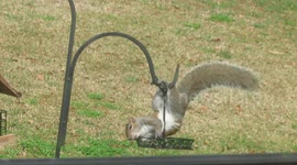 Cute squirrel dangles by his feet while eating birdseeds