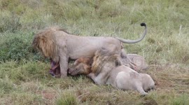 Three male lions eating a Topi, Maasai Mara, August 2018