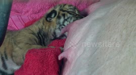 Orphaned tiger cubs fed by pig at Thai zoo