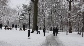 Dogs having fun in NYC park with snow