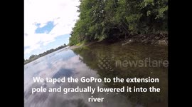 Giant Goldfish invading our Rivers
