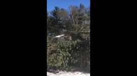 TREE DAMAGE TO HOUSE