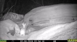 Bunny rabbit (March Hare?) hopping down the bunny trail