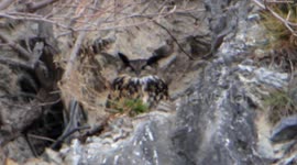 half-sleepy Eurasian Eagle-Owl in his nest
