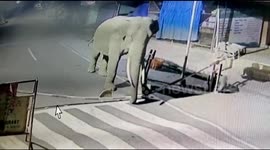 Wild elephant steps over checkpoint barrier to raid village in southern India