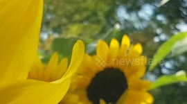Sun Flowers in the wind