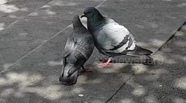Love-Birds making love in the city centre