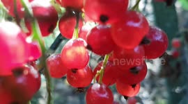 Redcurrants, ready to pick from the bush