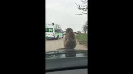 Two baboons perform indecent act on family's safari car